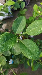 Fresh Green Leaves with Morning Dew.