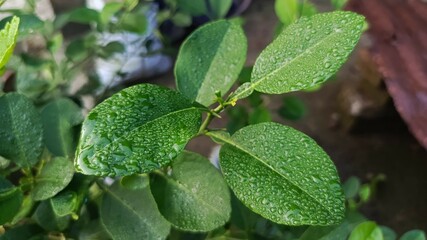 Fresh Green Leaves with Water Droplets.