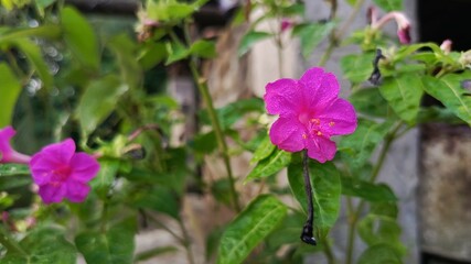 Pink Flower with Dew on Green Leaves.