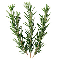 Fototapeta premium Fresh Rosemary Sprigs Culinary Herb Aromatic Green Cooking Ingredient isolated on transparent background