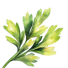 Obraz premium Watercolor style parsley sprig features gradients of green and yellow hues on transparent background