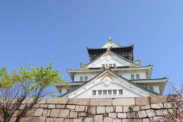 Fototapeta premium Osaka, Japan - April 14, 2024: Osaka Castle, a famous Japanese landmark, surrounded by pink sakura trees under a blue sky.