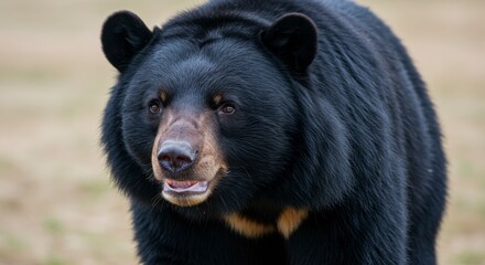 Fototapeta premium Close-up of a black bear in a natural setting