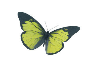 Fototapeta premium Vibrant Yellow Butterfly, Soaring Free on Transparent Background