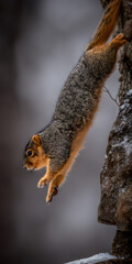 Fototapeta premium Adventurous Squirrel Reaching for an Acorn in a Vibrant Forest
