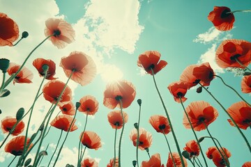 Obraz premium A vibrant field of poppies reaching toward a bright sky. Sunlit blossoms stand tall against a light blue sky dotted with fluffy clouds