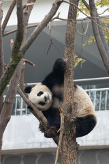 Obraz premium Funny Pose of Giant Panda, Louguantai Forest Park
