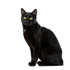 cat isolated on white