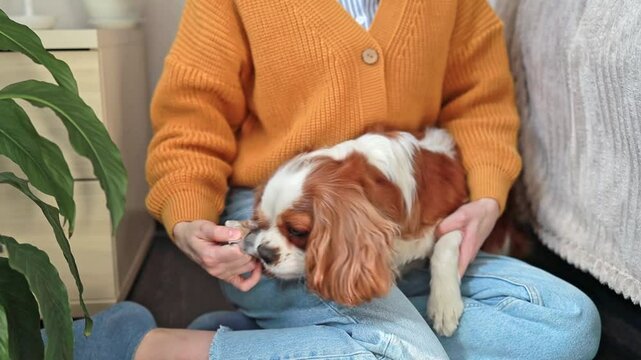 Close-up of a woman giving a dog Insectoacaricidal veterinary product against parasites, ticks and fleas to eat. Cavalier King Charles Spaniel