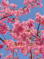 Obraz premium Sakura Blooming in Tokyo, Japan