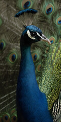 Obraz premium Majestic Peacock in Golden Sunlight