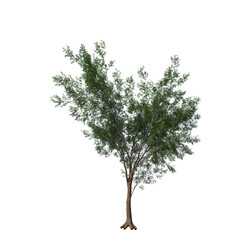 Obraz premium Realistic Bitternut Hickory Tree Isolated on Transparent Background for Visualization and Landscape Rendering