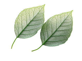 Obraz premium Close-up of intricate green leaves botanical study natural setting. Isolated on transparent background, png.