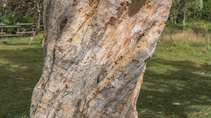 The trunk of a Paperbark Tree  Melaleuca linariifolia. Close-up. The light cream-beige bark peels off in thin layers. The texture. The background is a green lawn. Mauritius. 