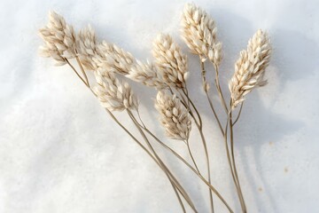 Minimalist Aesthetic of Dry Plants on Neutral Background for a Sophisticated and Timeless Visual Appeal