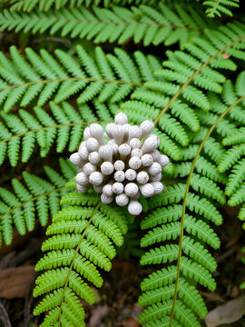 A sorus is a cluster of sporangia in ferns