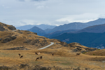 Panoramic scenery of the Queenstown and Wakatipu basin from a working deer farm above Kelvin Heights