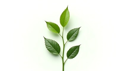 Fresh Green Leafy Stem with Vibrant Leaves on a Clean Background
