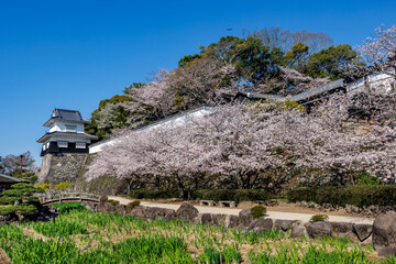 玖島城址と桜
