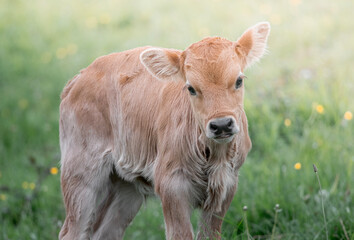 Fototapeta premium cow in the meadow