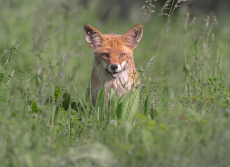 red fox cub