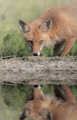 red fox vulpes
