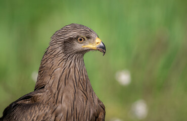 red tailed hawk
