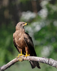 red tailed hawk