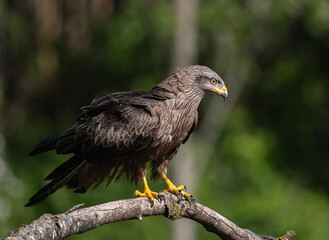 red tailed hawk