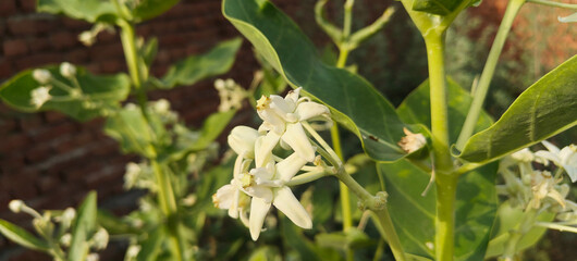 Close up shoot of Calotropis procera.