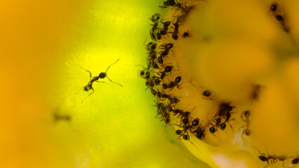 Black ants in nature photographed with macro