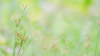Beautiful nature, natural grass flowers,cover page,cover space