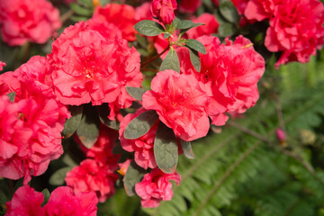 Azalea Flowers in a Greenhouse