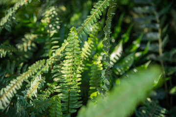  Close-up of Green Fern Leaves