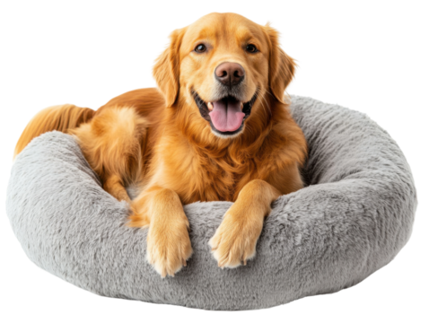 Happy golden retriever dog relaxing in cozy pet bed at home. Isolated on transparent background, png.