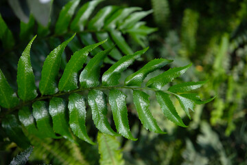 Close-up of Green Fern Leaves.