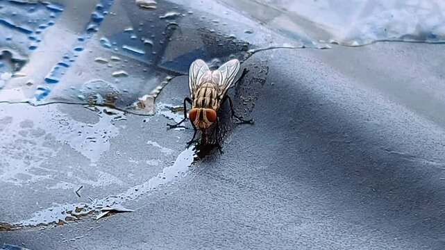 Housefly Macro: Insect Life in the Natural Environment.