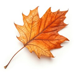 Fototapeta premium maple leaf isolated on white