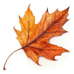 Obraz premium maple leaf isolated on white