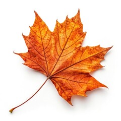 Fototapeta premium maple leaf isolated on white