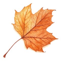 Obraz premium maple leaf isolated on white