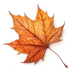 Obraz premium maple leaf isolated on white