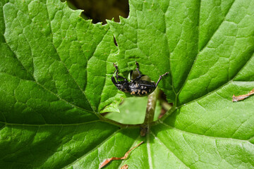 Close-up of a black vine weevil making a hole in a vibrant green leaf, highlighting the insect's feeding habits and the plant damage