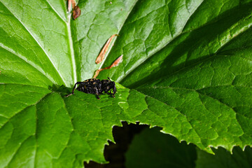 Black-spotted liparis fabricii beetle exploring a lush green leaf in its natural habitat