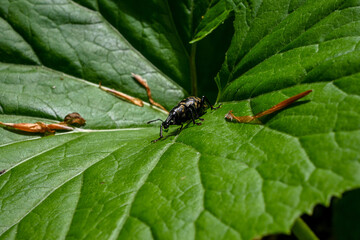 Black and yellow weevil exploring a lush green leaf, showcasing the beauty and detail of the natural world