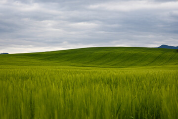 Scenic view of a wheat field with rolling hills in the distance