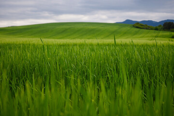 Wheat growing in a field in springtime under a cloudy sky