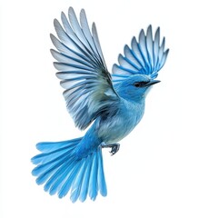 Blue Bird in Flight Against White Background