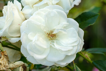 Close-up of white rose (rosa - unknown cultivar) flower on an autumn day, Hamilton, Tasmania