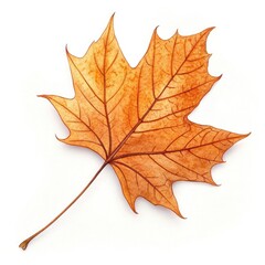 Fototapeta premium maple leaf isolated on white
